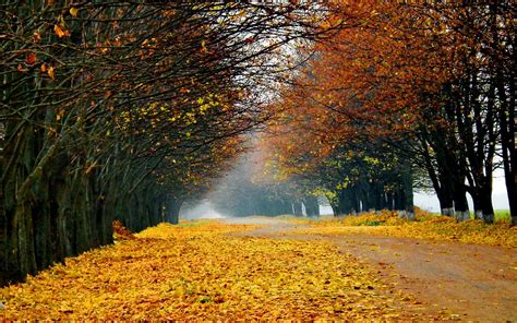 Nature Landscapes Roads Street Lane Path Trees Leaves Autumn Fall