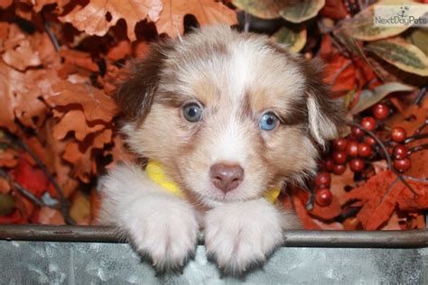 Applicant must be home more than not or willing to arrange daycare /dog walker during. Max: Australian Shepherd puppy for adoption near Dallas ...