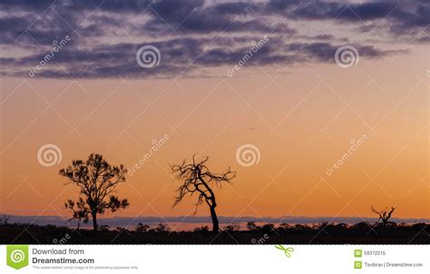 Silhouettes Of Bare Trees Orange Sunset Australia Stock Image Image