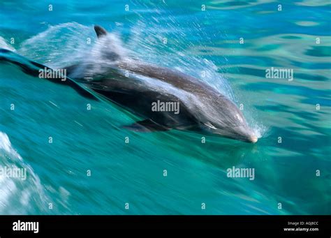 Bottlenose Dolphin Tursiops Truncatus Underwater Bahamas Stock Photo