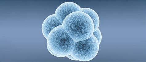 Embryoglue Technology In Chennai Infertility Treatment In India