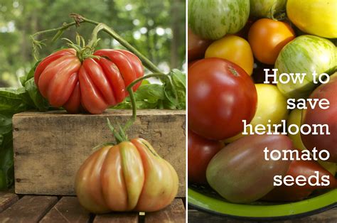 Cubits Organic Living How To Save Heirloom Tomato Seeds Heirloom