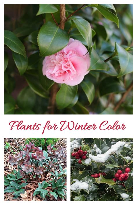 Winter Flowering Plants For Cold Weather Color The
