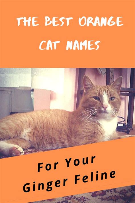 The Best Orange Cat Names For Your Ginger Feline Cat Names Orange