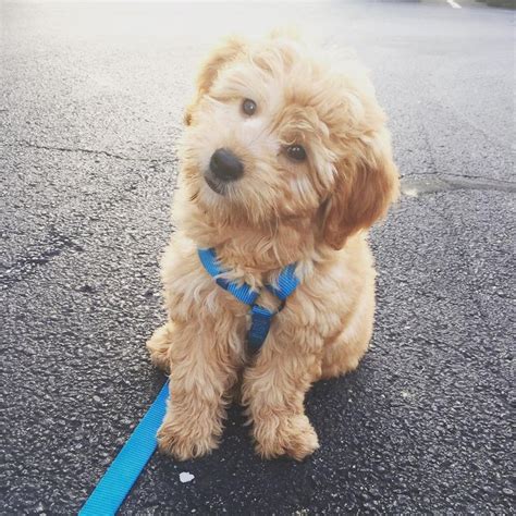 Our goal is a healthy puppy. MINI GOLDENDOODLE | Puppies, Doodle puppy, Baby animals