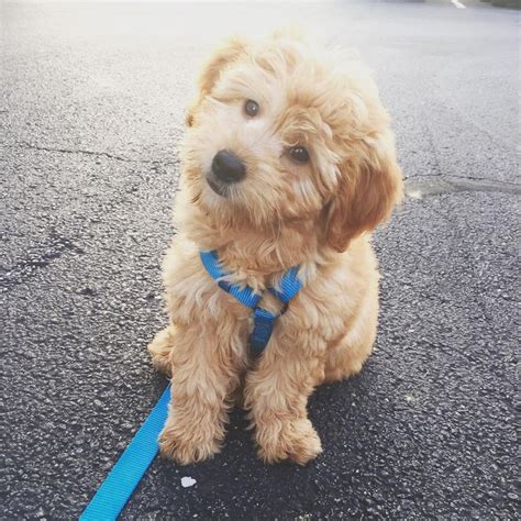 Lancaster puppies has mini aussiedoodle puppies for sale! MINI GOLDENDOODLE | Puppies, Doodle puppy, Baby animals