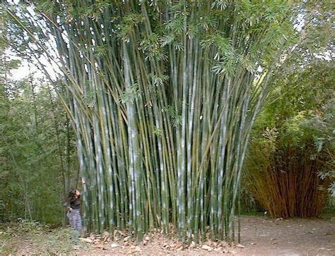 Pin By Edward On Bamboo Grass Weeds Bamboo Plants