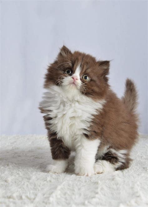 Chaton British Longhair À Donner Thisisourland