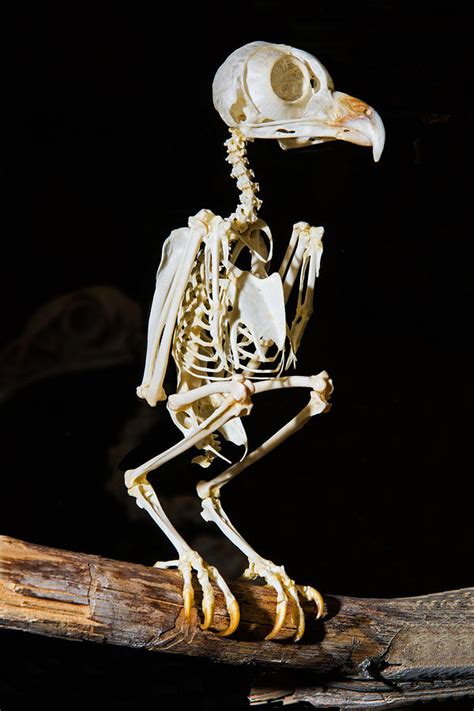 Eastern Screech Owl Skeleton Photograph By Millard H Sharp