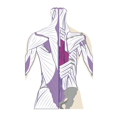 Diagram Of Female Lower Back Muscles Amazon Com Muscles Female Mini