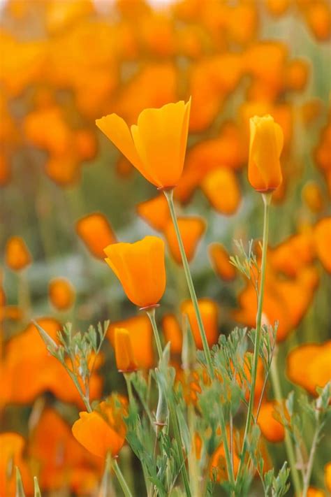 Where To See California Poppies In Full Bloom 2022 Guide