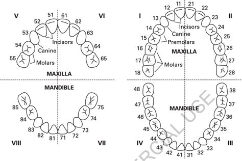 Tooth Numbering In The Primary Dentition Lhs And Permanent Dentition