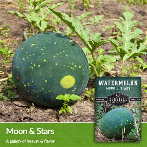 Moon And Stars Watermelon Seeds Survivalgardenseeds