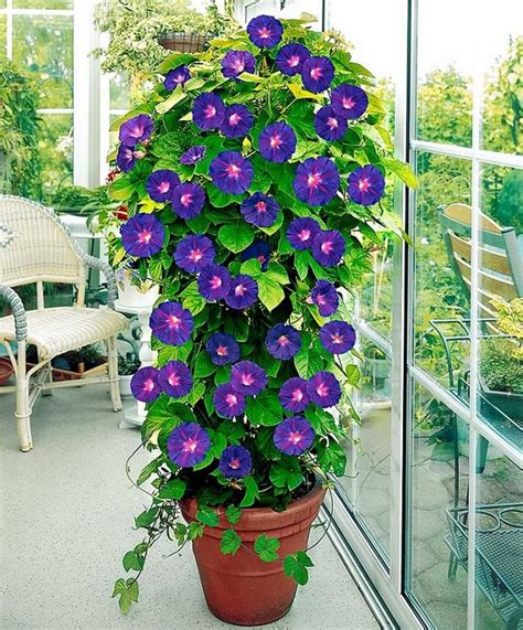 Amazing Vertical Garden Ideas About Climbing Plants In Pots The Art