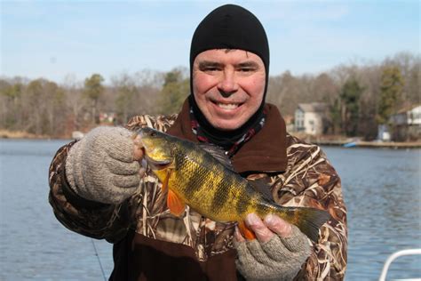 In the warmer months, you can find the fish in the shallow streams. Winter Yellow Perch Fishing at Tidal Creeks | FishTalk ...