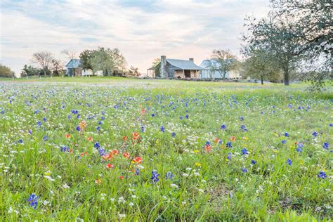 5 Best Texas Road Trips To See Stunning Wildflowers