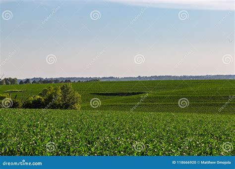 Rolling Field Of Young Corn Farm Somewhere In Omaha Nebraska Stock