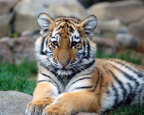 Filebig Tiger Cub