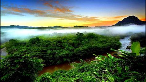 The largest rainforests are in the amazon in brazil (south america), demographic republic of congo (africa). Tropical Rainforest Climate (with video comprehension ...