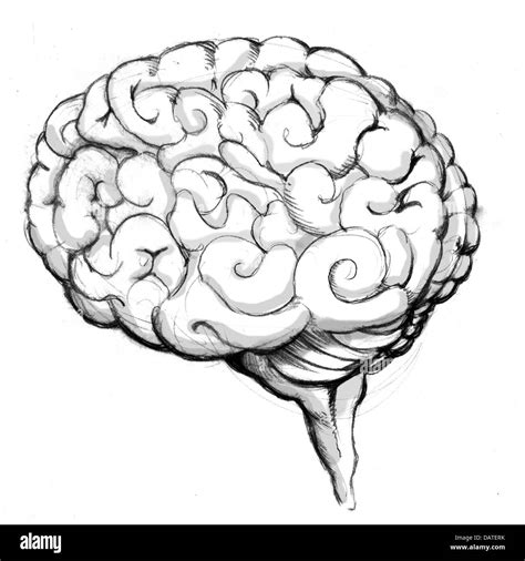 Detalles Dibujos Del Cerebro Humano Ltima Camera Edu Vn