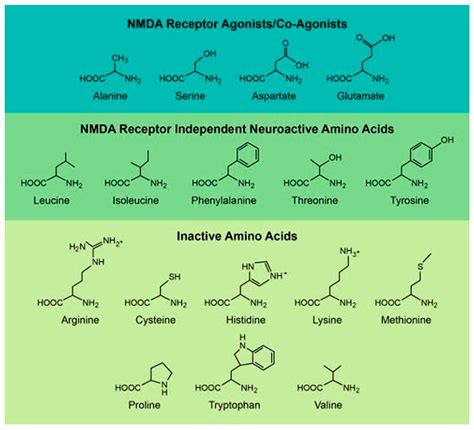 IJMS Free Full Text Advances In D Amino Acids In Neurological Research