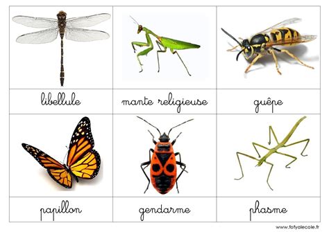 Nomenclature Les Insectes