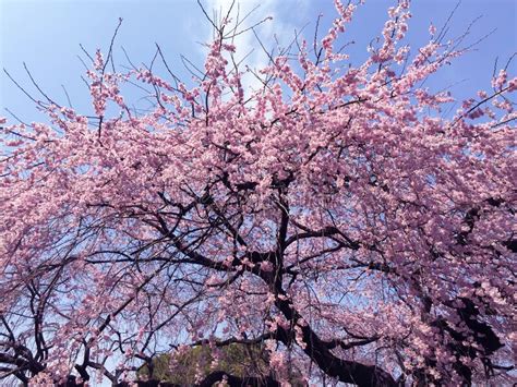 Sakura Cherry Blossom Blooming In Tokyo Japan Stock Photo Image Of