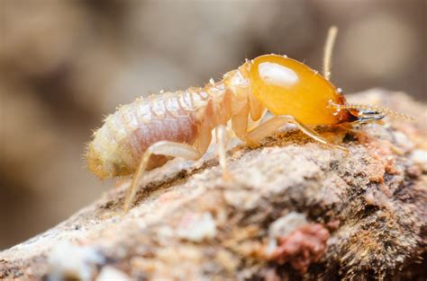 Termites Species Critters Pest Management