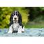 Basset Hound Dog Breed Complete Guide  AZ Animals