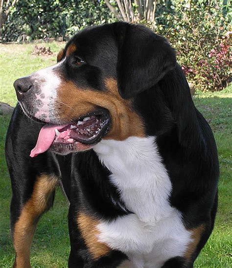 Greater Swiss Mountain Dog The Large Dog From The Swiss