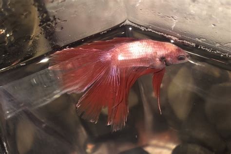 Swim Bladder Disease In Betta Fish Symptoms And Treatment