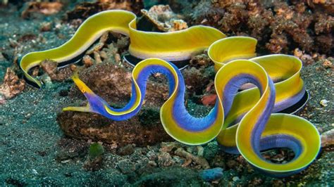5 अद्भुत समुद्री जीव जो आपने पहले कभी नहीं देखे 5 Amazing Sea