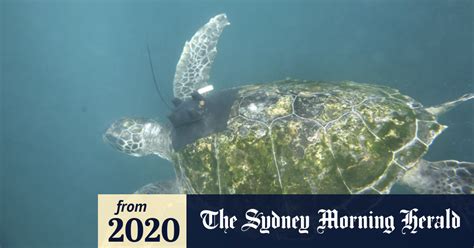 Taronga Releases Endangered Turtles Back Into The Ocean