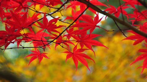 1920x1080 Maple Red Branch Leaves Autumn Coolwallpapersme