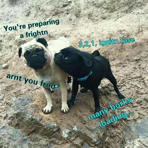 Discover more posts about dog, and bork. many borks loading | Funny animals, Funny animal memes ...