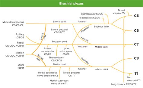 Axilla And Brachial Plexus Anatomy Concise Medical Knowledge