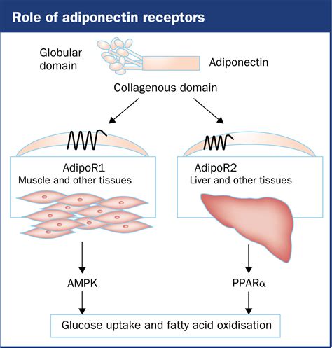 Adiponectin Linking The Fat Cell To Insulin Sensitivity The Lancet