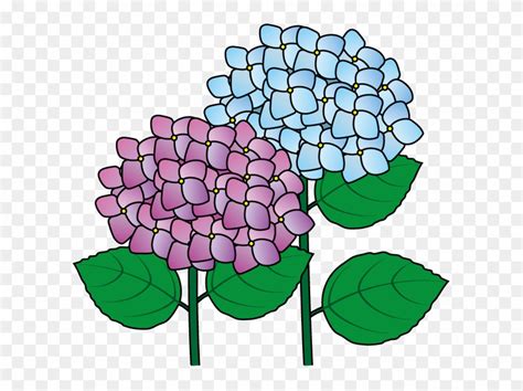 Hydrangea Clip Art Png Download 2557093 Pinclipart