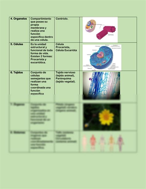 SOLUTION Niveles De Organizaci N De Los Seres Vivos Studypool