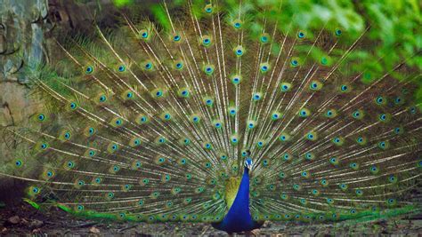 National Symbols Of India Peacock