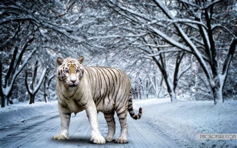 Free Download White Bengal Tiger Wallpapers 1920x1200 For Your