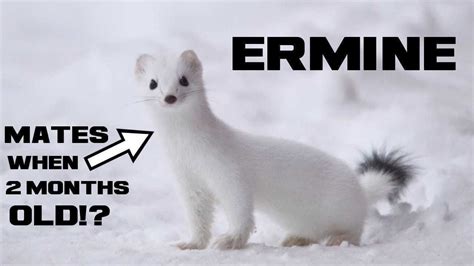 10 Ermine Facts The Winter Weasel Animal A Day E Week Youtube