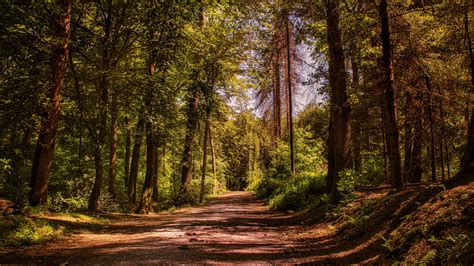 Download Wallpaper 3840x2160 Road Trees Alley Forest 4k Uhd 169 Hd Background