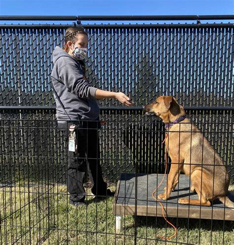 Aspcas Behavioral Rehabilitation Center Helps Unadoptable Dogs Find