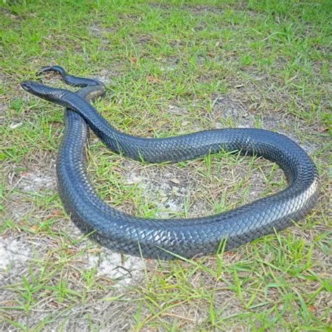 Eastern Indigo Snakes In Central Florida Florida Wildlife Trappers