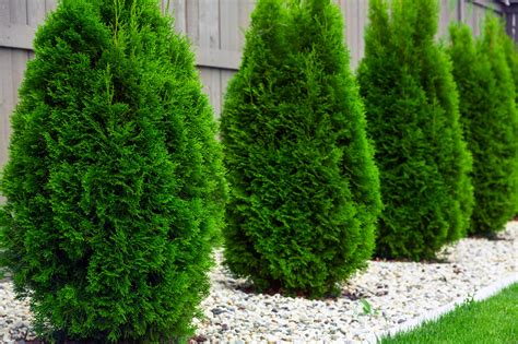 The 13 Best Backyard Plants To Grow For Privacy Mymove
