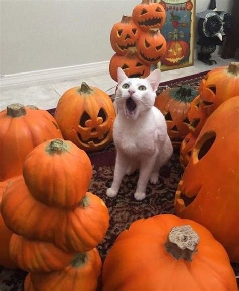 Spooked Halloween Animals Funny Animal Pictures Funny Animals