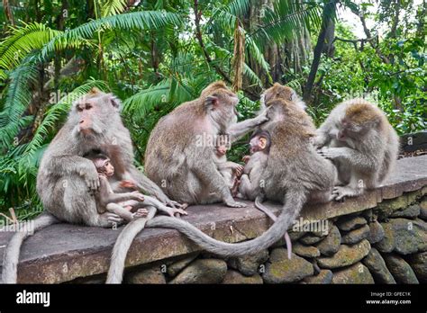 Cute Monkey Stock Photos And Cute Monkey Stock Images Alamy