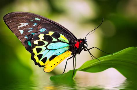 Gambar animasi hewan kupu kupu hd terbaru download now gambar kartun. Gambar Kupu Kupu Yang Cantik dan Indah | Kumpulan Gambar