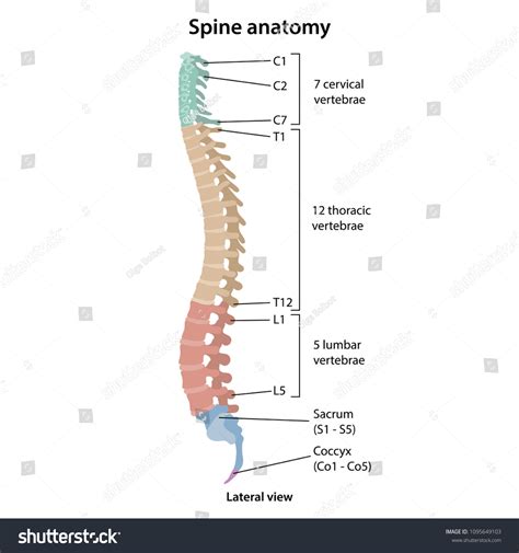 Human Vertebral Column Profile Main Parts Stock Vector Royalty Free